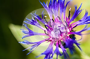 Macro of a Mountain bluet, Centaurea Montana wild flower, a beautiful floral background