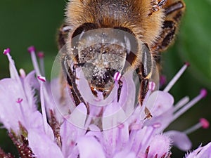 Macro of the mouthparts of a bee