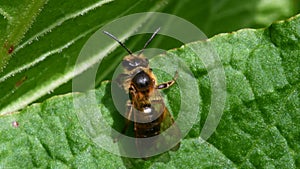 Macro Movie of Mining Bee, Andrena Scotica