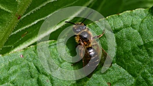 Macro Movie of Mining Bee, Andrena Scotica