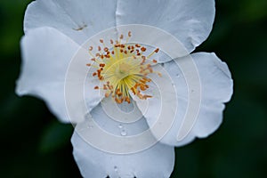 Macro of multiflora, baby, Japanese, many-flowered, seven-sisters, baby, Japanese, many-flowered, Eijitsu rose