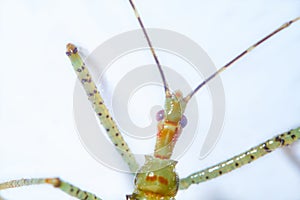 Macro of a murderous Nymph of the genus Zelus. Zelus luridus