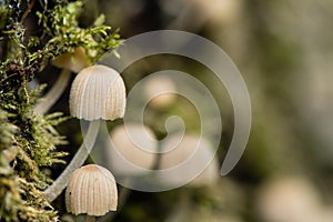 Macro mushroom caps