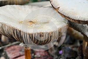 Macro of a mushroom with a flat cap