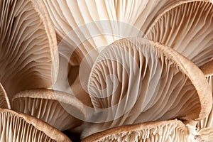 Macro of mushrooms