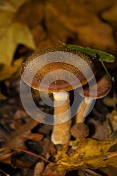 Macro mushrooms in the forest