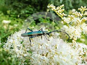 Macro of musk beetle (Aromia moschata) with very long antennae and coppery and greenish metallic tint