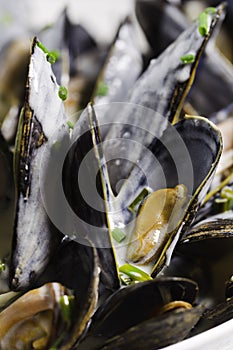 Macro mussel