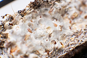 Macro mycelium on wheat. Mycelium fungus. Mycelium on wheat of Psilocybe cubensis. Fusarium euwallaceae