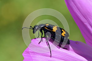 Macro mylabris beetle on flower