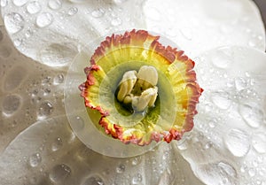 Macro Narcissus Daffodil