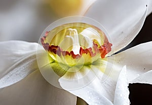 Macro Narcissus Daffodil Dewdrop