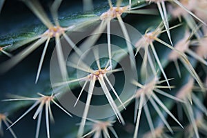 Macro Natural Fresh Cactus With Sharp Thorn Needle Detail Green Botany Plant