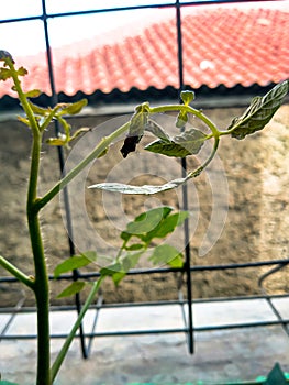 The macro of natural Fusarium oxysporum f.sp. lycopersici is growing on the pot occurs in the outdoor