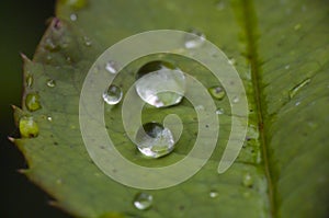 Macro natural green leaf rain drop close-up