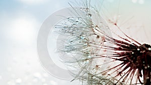 Beautiful dew drops on a dandelion seed macro. Beautiful soft background. Water drops on a parachutes dandelion. Copy space. soft