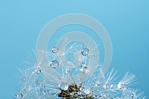 Beautiful dew drops on a dandelion seed macro. Beautiful soft background. Water drops on a parachutes dandelion. Copy space. soft