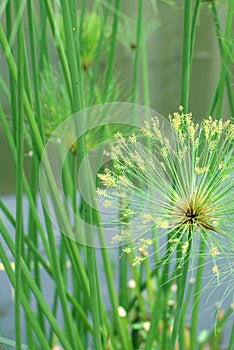 Macro nature background shot of papyrus plant detail