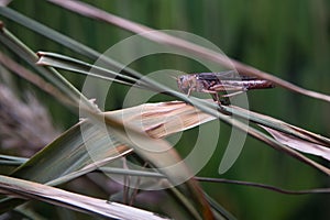 Macro nature. Insect locust in the grass