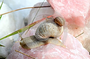 Two snails on pink stone photo