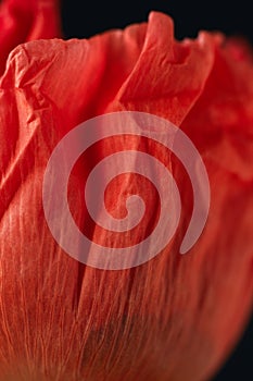 Macro nature, red poppy flower petal texture