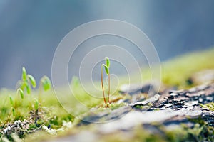 Macro nature, spring forest moss