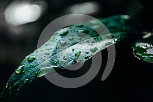 Macro nature after summer rain