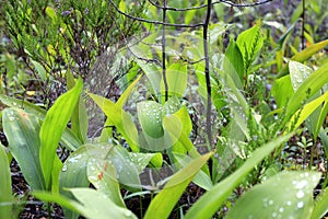 Macro nature in summer time