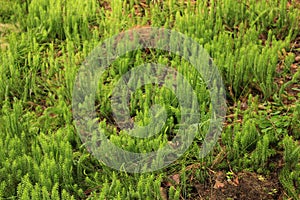 Macro nature in summer time