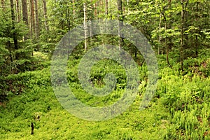 Macro nature in summer time