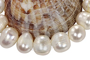 Macro necklace from pearls and a mollusk shell on a white background