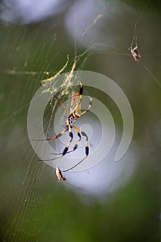 Macro of a Nephilidae spider on the web
