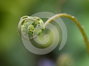 Macro of a new shoot of Adiantum Pedatum opening in spring