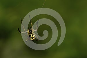 Macro newly hatched Caucasian Araneus spider on a green background