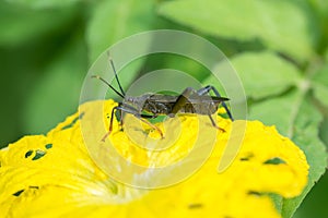 Macro of Notobitus montanus Hsiao photo