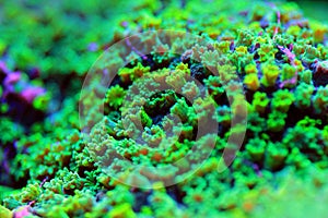 Macro on Nuclear Green Cyphastrea SPS coral