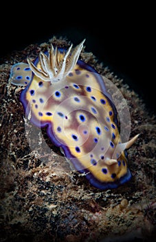 Macro nudibranc creatures underwater