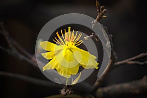 Macro a ochna integerrima integerrima branch, the flowers of traditional Vietnamese new year