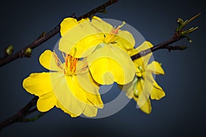 Macro a ochna integerrima integerrima branch, the flowers of traditional Vietnamese new year