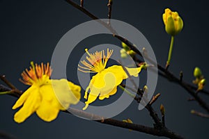 Macro a ochna integerrima integerrima branch, the flowers of traditional Vietnamese new year