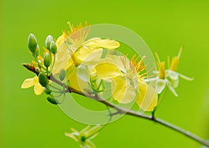 Macro a ochna integerrima integerrima branch