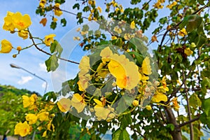 Macro a ochna integerrima integerrima branch