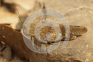 Macro of Oedipoda fuscocincta insect on the stone