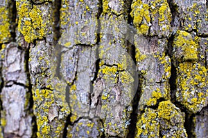 Macro of Old bark of tree with moss