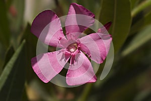 Macro of an oleander flower