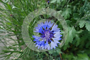 Macro of one blue flower of Centaurea cyanus