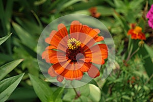 Macro of one orange flower of semi-double Zinnia elegans in August