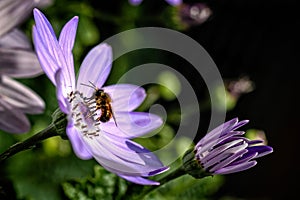 Macro of an open and blue flower and a second flower as a bud. A bee with recognizable feelers eats nectar