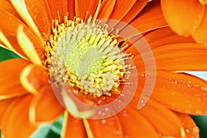 Macro of an Open Orange Gerber Daisy