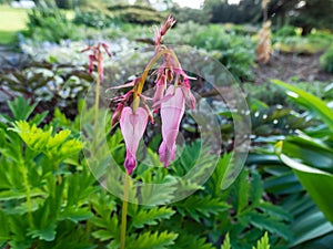 Macro of opened and long shaped pink flowers of flowering plant wild or fringed bleeding-heart, turkey-corn Dicentra eximia with